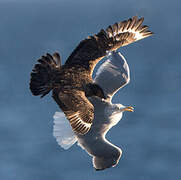 Great Skua