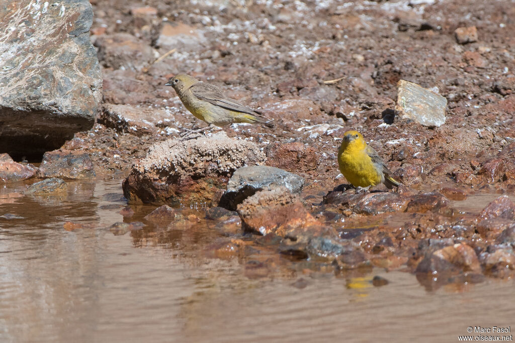 Greater Yellow Finchadult post breeding, drinks