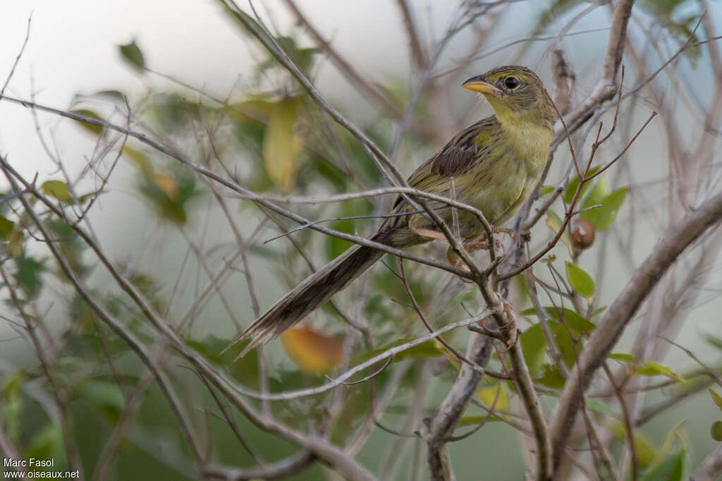 Wedge-tailed Grass Finchadult, identification