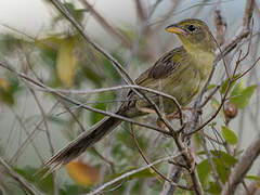 Wedge-tailed Grass Finch