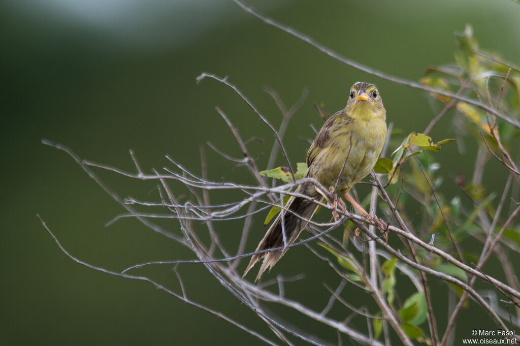 Wedge-tailed Grass Finchadult, identification