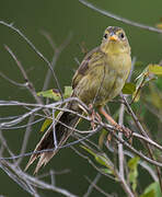 Wedge-tailed Grass Finch