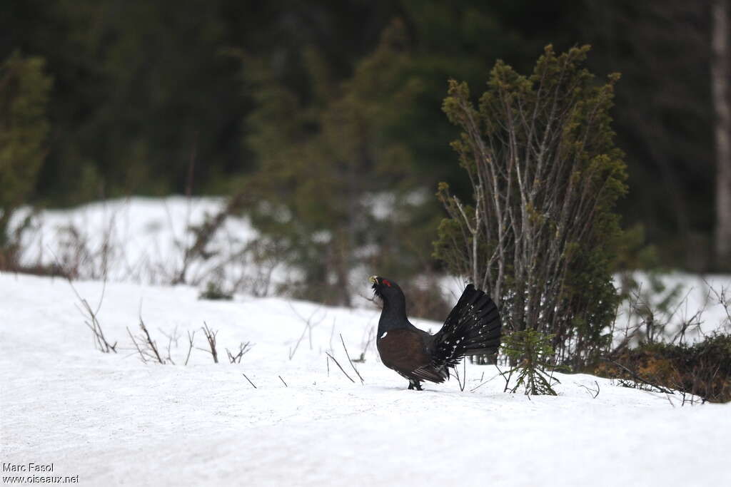 Western Capercaillie male adult breeding, habitat, song, Behaviour