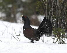 Western Capercaillie