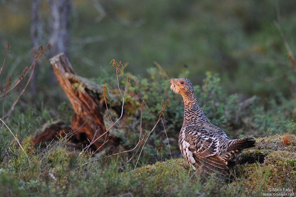 Western Capercaillie female adult, identification, Behaviour