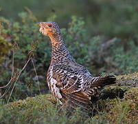 Western Capercaillie