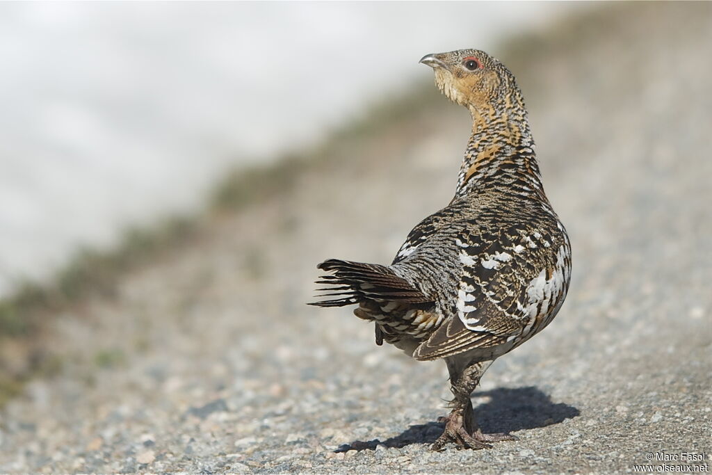 Grand Tétras femelle adulte nuptial, identification, Comportement