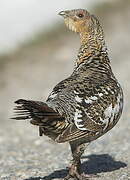 Western Capercaillie