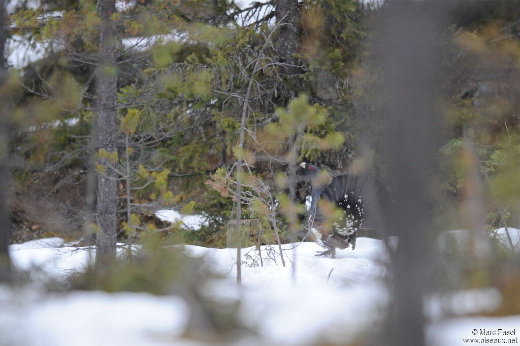 Western Capercaillie male adult breeding, identification, Behaviour