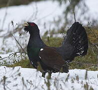 Western Capercaillie