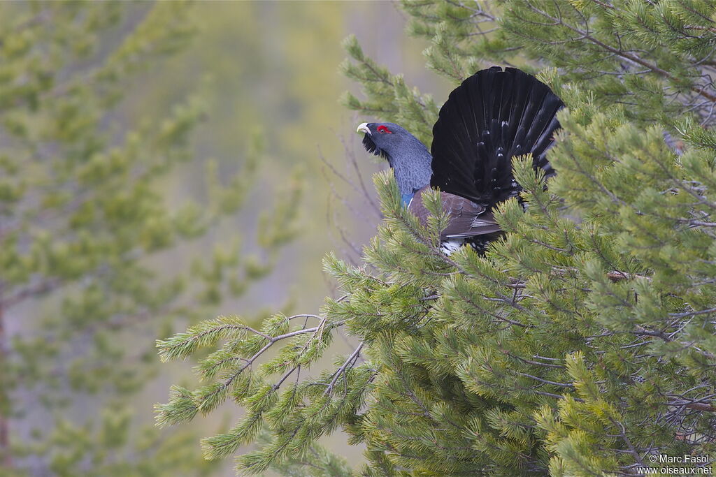 Western Capercaillie male adult breeding, identification, Behaviour