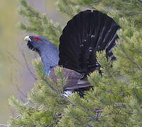 Western Capercaillie