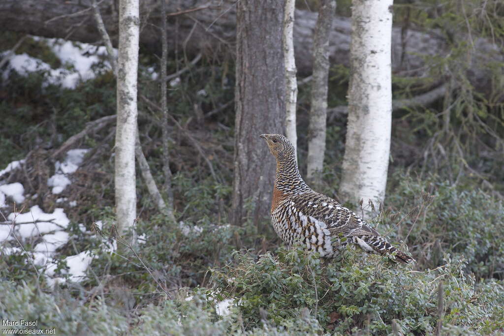 Western Capercaillie female adult breeding, habitat