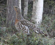 Western Capercaillie