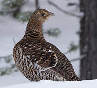 Western Capercaillie