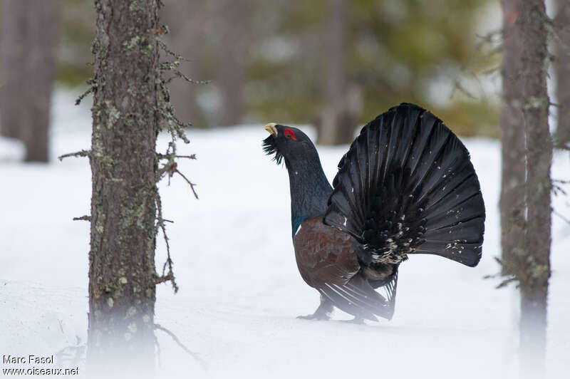Western Capercaillie male adult breeding, identification, courting display