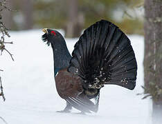 Western Capercaillie