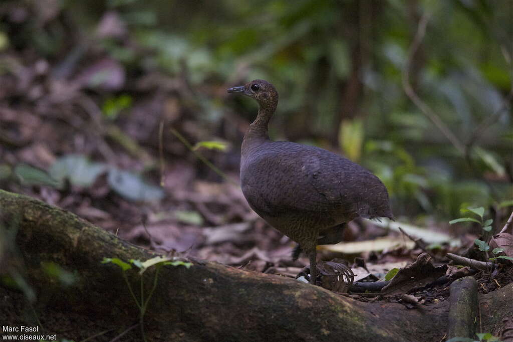 Great Tinamou female adult, identification