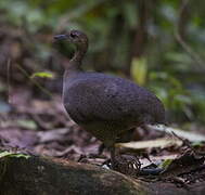 Great Tinamou