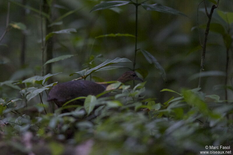 Grand Tinamou femelle adulte, identification, Nidification