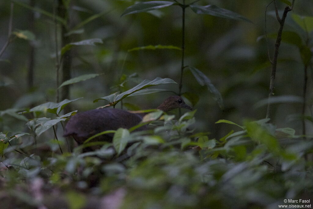 Grand Tinamou femelle adulte, identification, Nidification