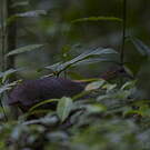 Grand Tinamou