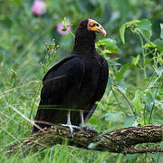 Greater Yellow-headed Vulture