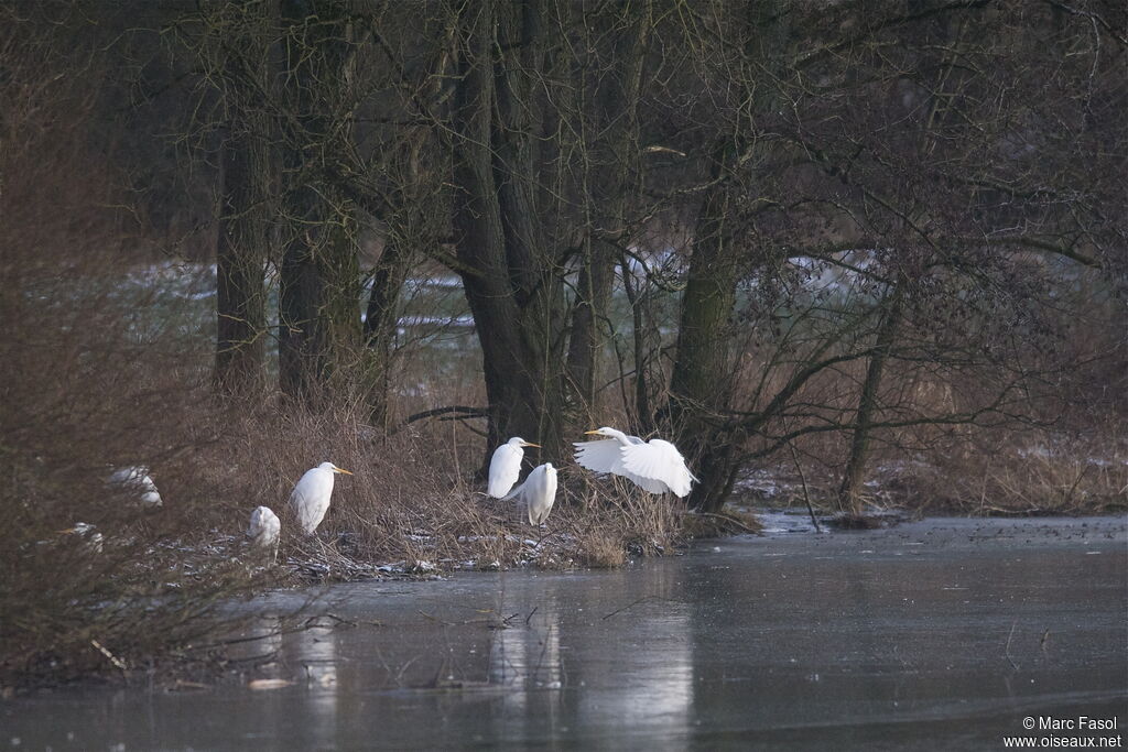 Great Egret, identification, Behaviour