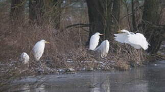 Grande Aigrette