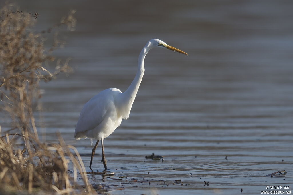 Grande Aigrette, identification, Comportement