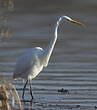 Grande Aigrette