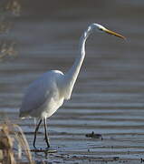 Grande Aigrette