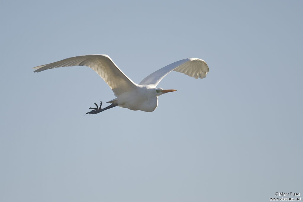 Great Egretadult post breeding, Flight