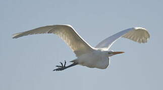 Grande Aigrette