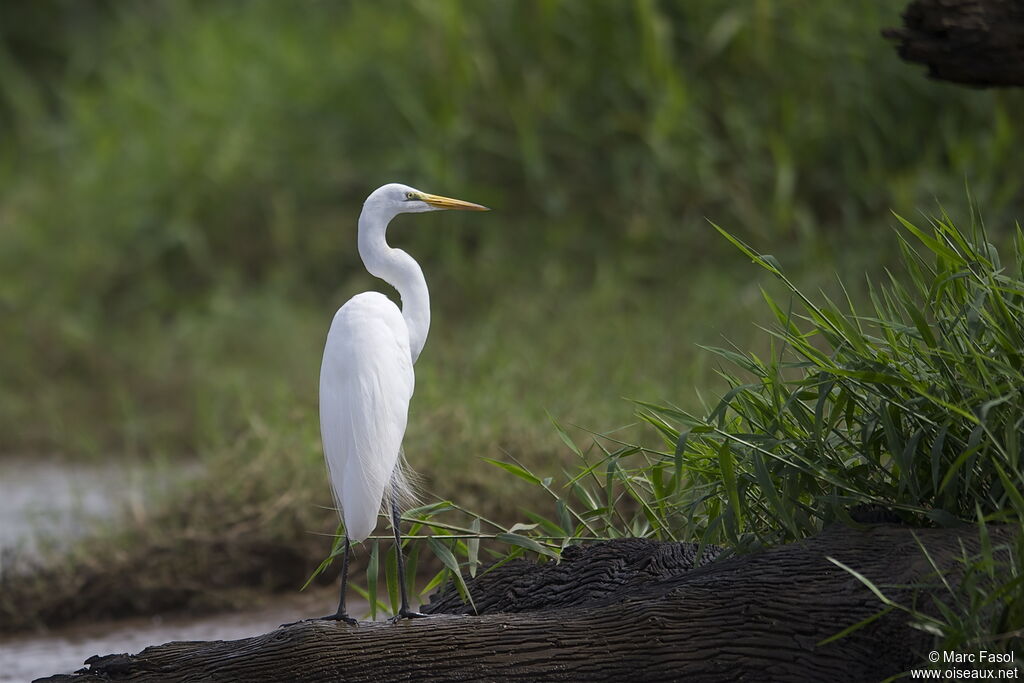 Great Egretadult, identification