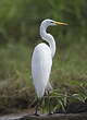 Grande Aigrette