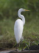 Grande Aigrette