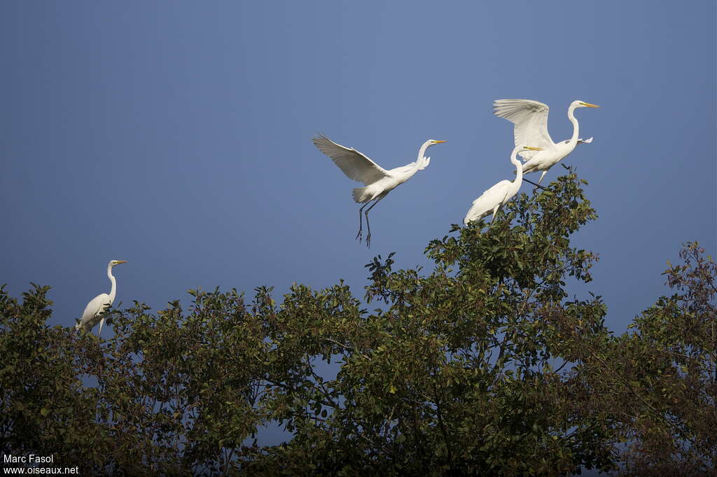 Grande Aigrette, Vol, Comportement