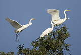 Grande Aigrette