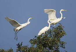 Great Egret