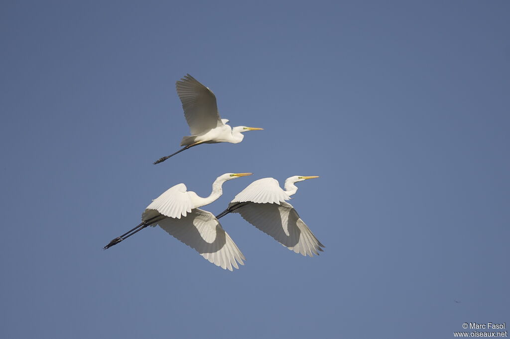 Grande Aigrette, Vol