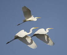 Grande Aigrette