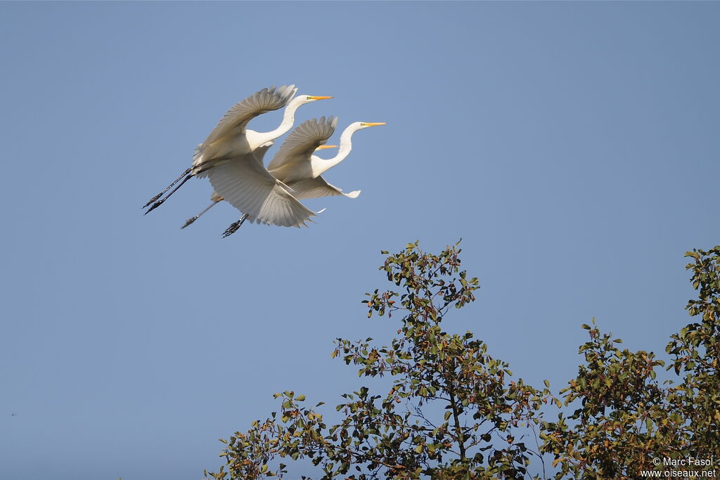 Great Egret, Flight