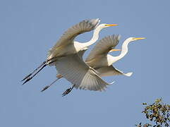 Grande Aigrette