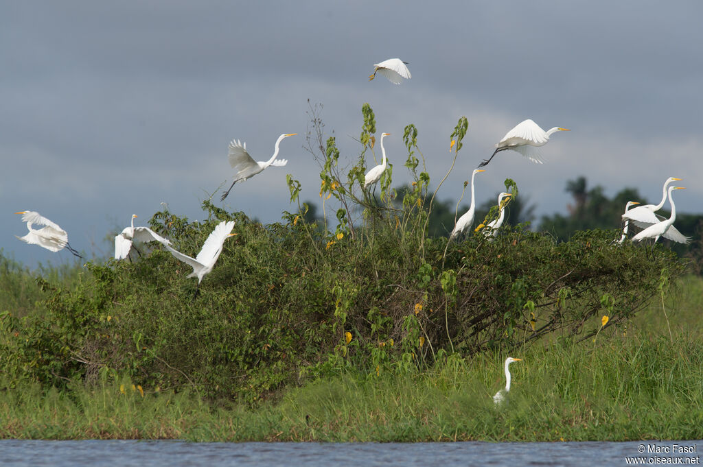 Great Egretadult, Flight