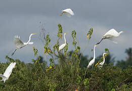 Grande Aigrette