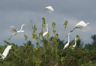 Grande Aigrette