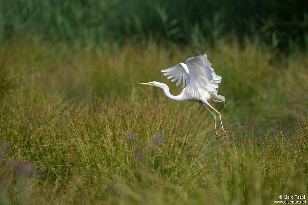 Great Egretadult, Flight