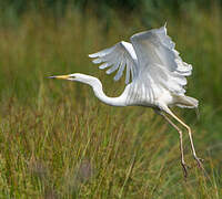 Grande Aigrette