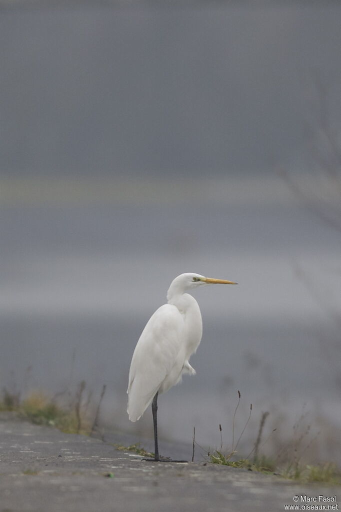 Great Egretadult post breeding